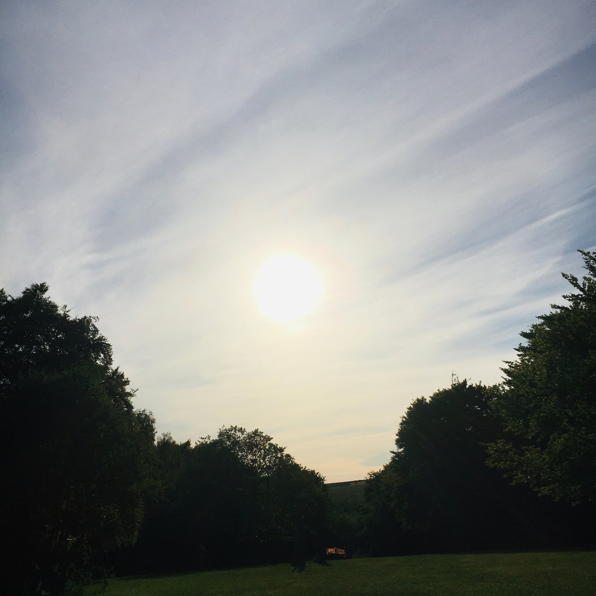 Tree to be Planted -